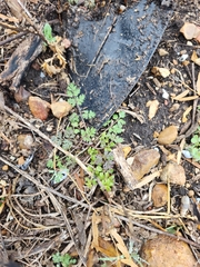 Corydalis micrantha