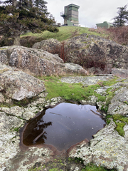 Branchinecta cornigera