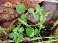 Nemophila parviflora