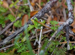 Chaerophyllum colensoi colensoi