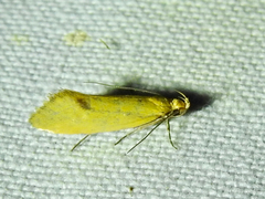 Oecophorinae