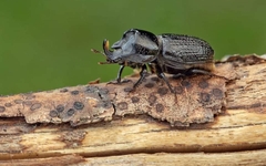 Sinodendron cylindricum