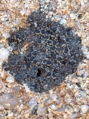 Rinodina