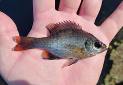 Lepomis macrochirus purpurascens