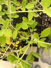 Papilio demoleus sthenelus