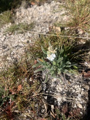 Cryptantha intermedia
