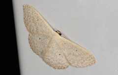 Scopula optivata