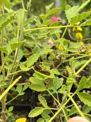 Papilio demoleus sthenelus