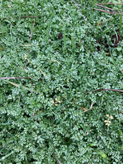 Limnanthes macounii