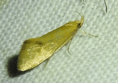 Oecophorinae