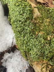 Pallavicinia lyellii