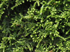 Claopodium bolanderi