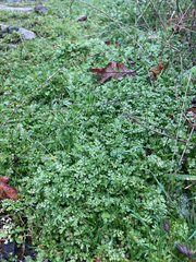 Limnanthes macounii