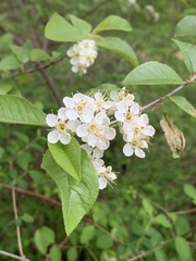 Prunus emarginata