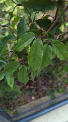Bignonia