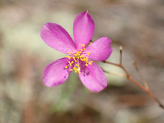 Phemeranthus mengesii