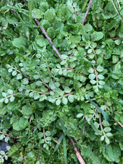 Limnanthes macounii