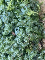 Pallavicinia lyellii