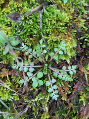 Limnanthes macounii