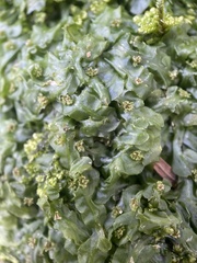 Pallavicinia lyellii