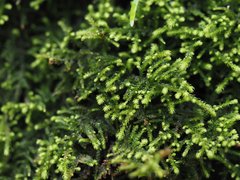 Claopodium bolanderi