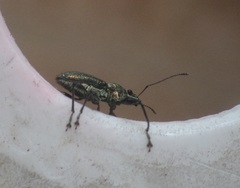 Curculionidae