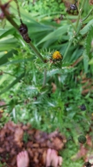 Sonchus asper