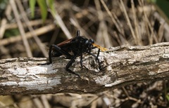 Mydidae