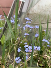 Myosotis