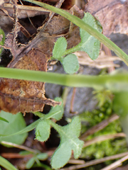 Nemophila parviflora