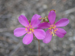 Phemeranthus mengesii