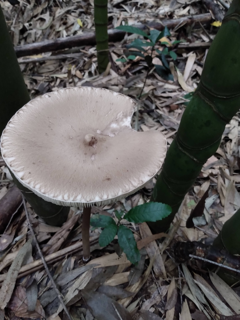 Macrolepiota capelariae · February 2021 · photo: © lelacappelli (iNaturalist, cc0)