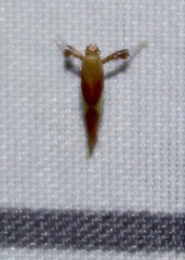 Caloptilia packardella