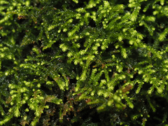 Claopodium bolanderi