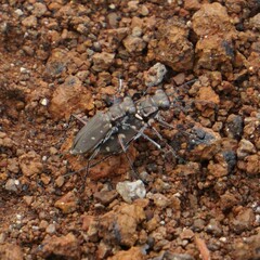 Cicindela