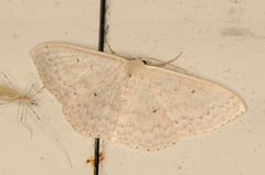 Scopula optivata