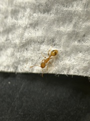 Temnothorax schaumii