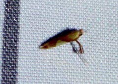 Caloptilia packardella