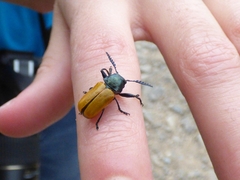 Labidostomis longimana