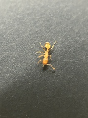 Temnothorax schaumii