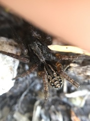 Lycosa australis