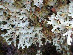 Pseudocyphellaria