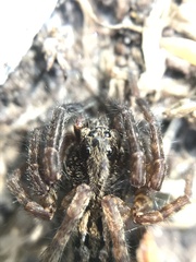Lycosa australis