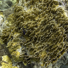 Millepora complanata