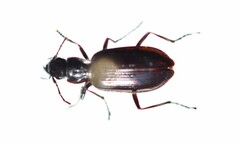 Platyninae