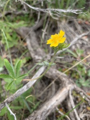 Potentilla pulcherrima