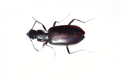 Platyninae