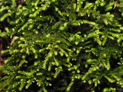 Claopodium bolanderi