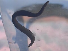 Haemopis sanguisuga