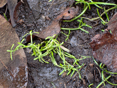 Callitriche marginata